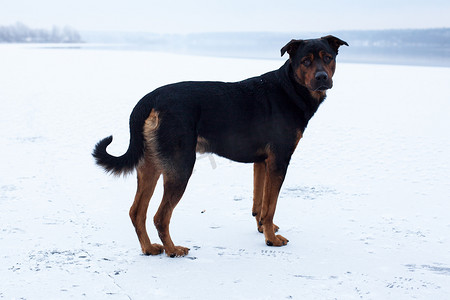 冬天结冰的湖面上的流浪狗