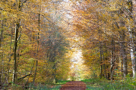 穿过秋天森林的小路