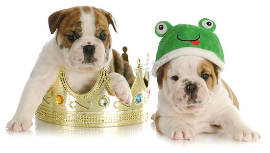 王子与青蛙