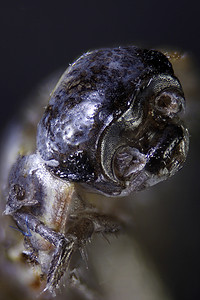 显微昆虫的显微照片