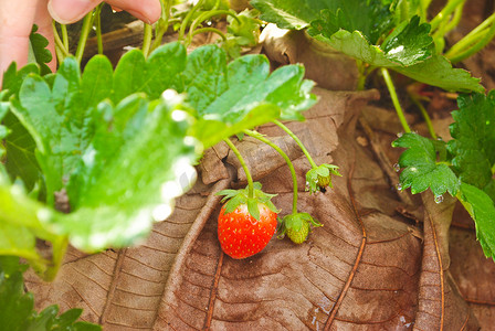 新鲜的草莓植物