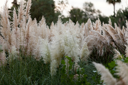 风吹植物摄影照片_潘帕斯草在风中飘扬