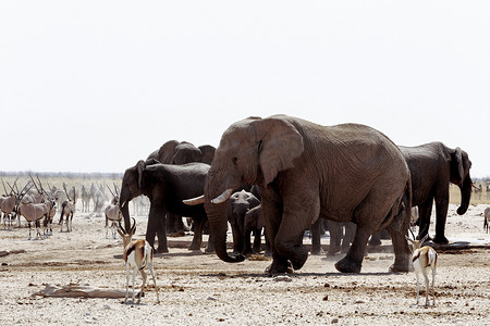 一群非洲大象在泥泞的水坑里喝水