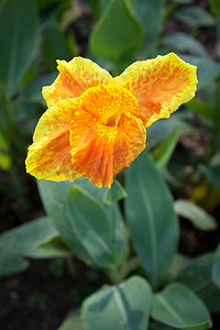 花卉植物摄影照片_橙色美人蕉花卉植物