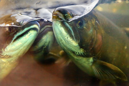 Fear Chinook Coho Salmon Close Up Issaquah Hatchery Washington