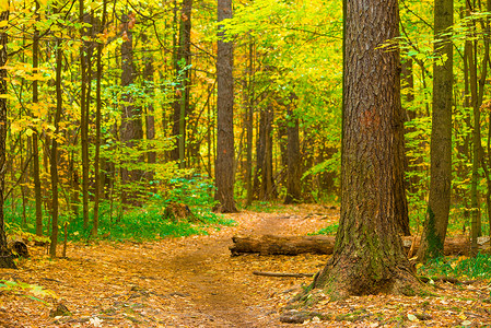 登录秋季森林中的路径