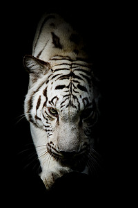 俘虏摄影照片_WhiteTiger，孟加拉虎的肖像。