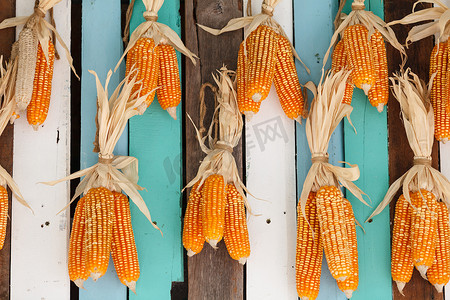 农业文化墙摄影照片_在五颜六色的木墙壁上垂悬的干玉米