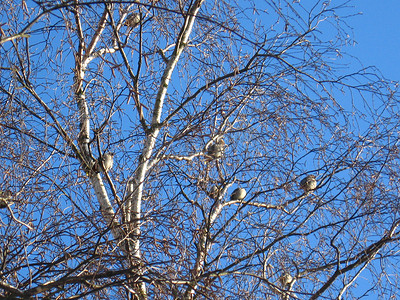 冬季鸟类波希米亚太平鸟的飞行