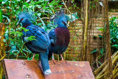 两只维多利亚加冕鸽子坐在长凳上，美丽的热带鸟类和来自新几内亚的五颜六色的鸟类，濒临灭绝的动物