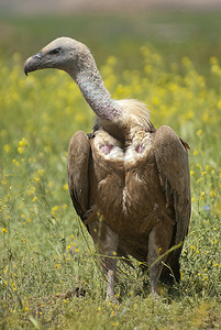 格里芬秃鹰 (Gyps fulvus) 特写、眼睛和喙