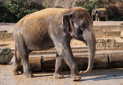 亚洲象：亚洲的动物生活