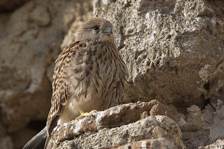 小红隼，雌性，Falco naumanni