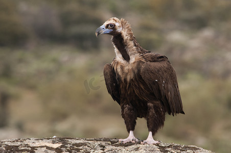 Cinereous (Eurasian Black) 秃鹫 (Aegypius monachus), Full Len