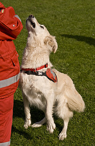 救援犬