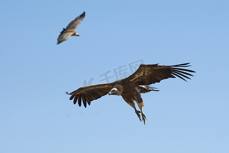 格里芬秃鹰 (Gyps fulvus) 飞行，鸟的轮廓