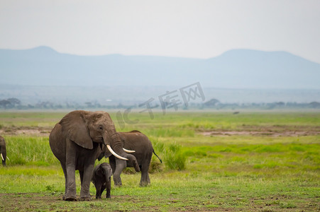 羊群草原摄影照片_大象家庭在 Amboseliau 大草原乡村