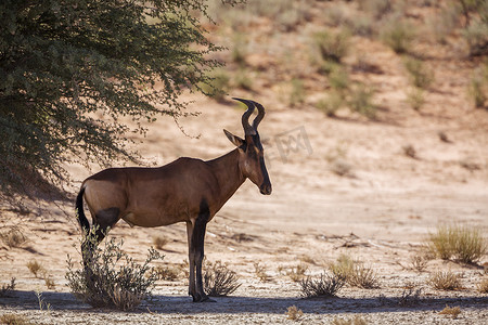 南非 Kgalagadi 跨境公园中的羚羊