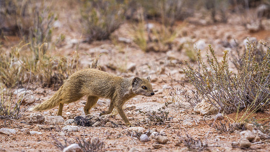 南非 Kgalagadi 跨境公园的黄獴