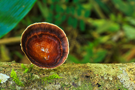 泰国夜丰颂省森林中的蘑菇
