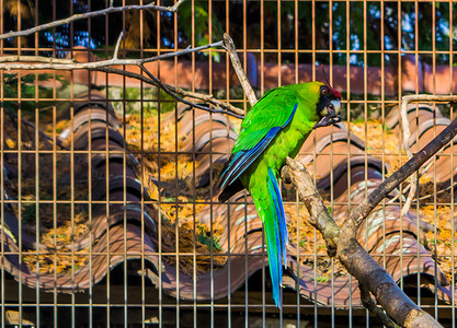 角鹦鹉坐在鸟舍的树枝上，来自新喀里多尼亚的鹦鹉，威胁着处于脆弱状态的鸟类