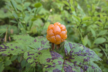 森林莓摄影照片_新鲜云莓