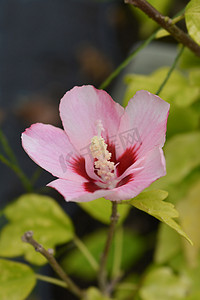 玫粉色摄影照片_沙龙伍德布里奇的玫瑰