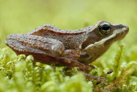 伊比利亚蛙 (Rana iberica) 长腿蛙