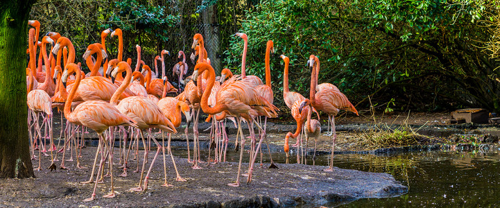 大群美洲火烈鸟站在水岸，来自加拉帕戈斯群岛的热带和五颜六色的鸟类