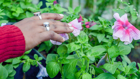 年轻女士在花卉苗圃农场用手触摸矮牵牛花卉植物。