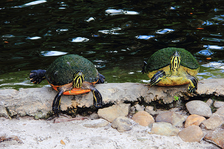 水龟摄影照片_两个水龟