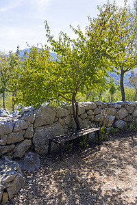 克罗地亚达尔马提亚山一棵树下的长凳
