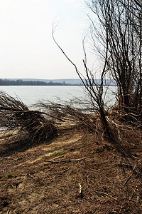 ani摄影照片_一个艰难的冬天过后，多瑙河岸边的枯树 1