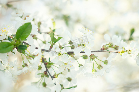 开花的春天树特写镜头。树花，