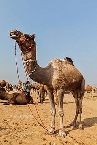 骆驼在普什卡梅拉 (Pushkar Camel Fair)，印度