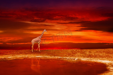 日落时，长颈鹿在湖岸