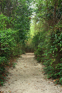 树路花摄影照片_花园中的自然步道