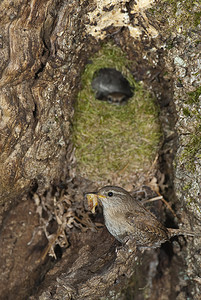 House Wren，Troglodytes troglodytes，在其巢穴的入口处