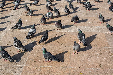 和平的白鸽摄影照片_生活在城市环境中的孤独鸟