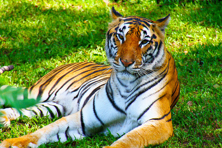 雌虎在印度尼西亚爪哇的野生动物园休息