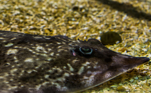刺背鳐鱼脸的美丽特写，濒临灭绝的动物，来自大西洋的鱼