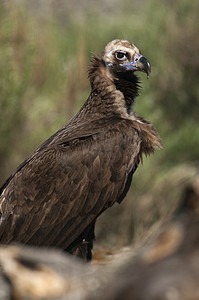 full摄影照片_Cinereous (Eurasian Black) 秃鹫 (Aegypius monachus), Full Len