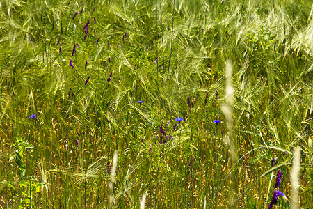 草原花朵摄影照片_一些蓝色花朵的田野特写