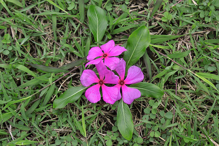 草地上的粉色花朵