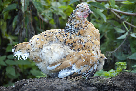 母鸡和她的小鸡，在妈妈的羽翼下保护自己