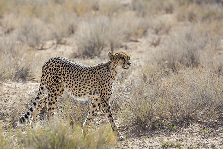 南非 Kgalagadi 跨境公园的猎豹