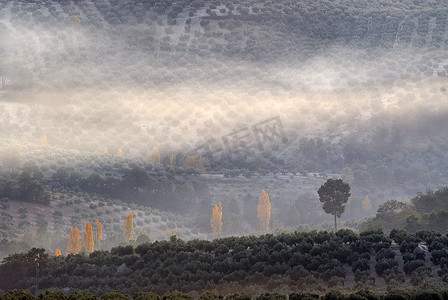 橄榄田的风景有雾的，橄榄树丛，哈恩，西班牙