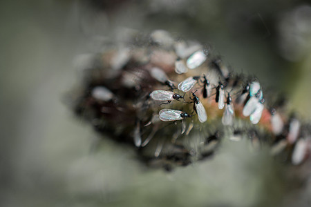 一群飞蚁聚集在一株花卉植物上
