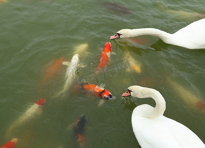天鹅和锦鲤在池塘里游泳