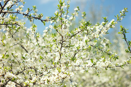 开花的春天树特写镜头。树花，